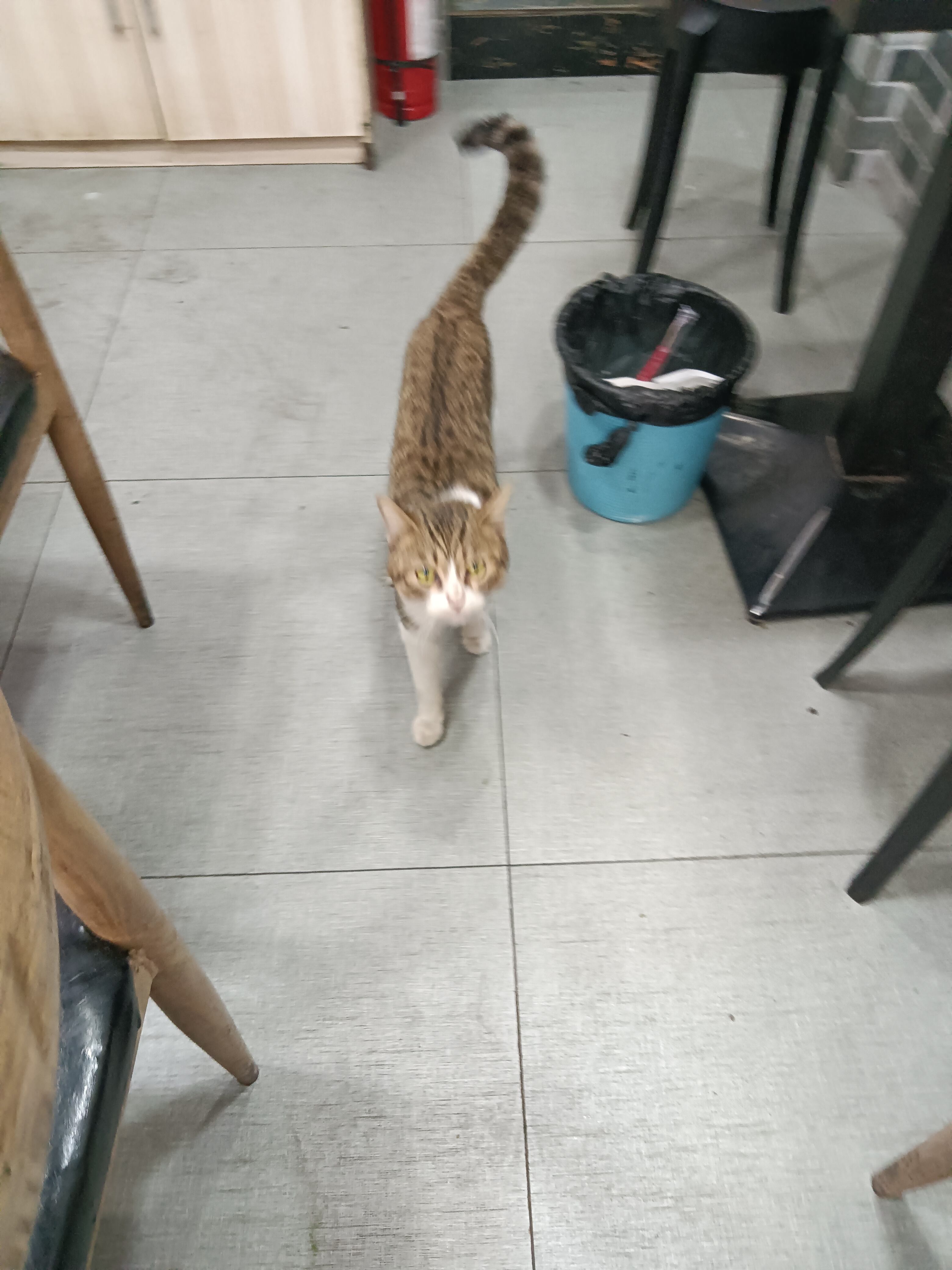 猫学姐1