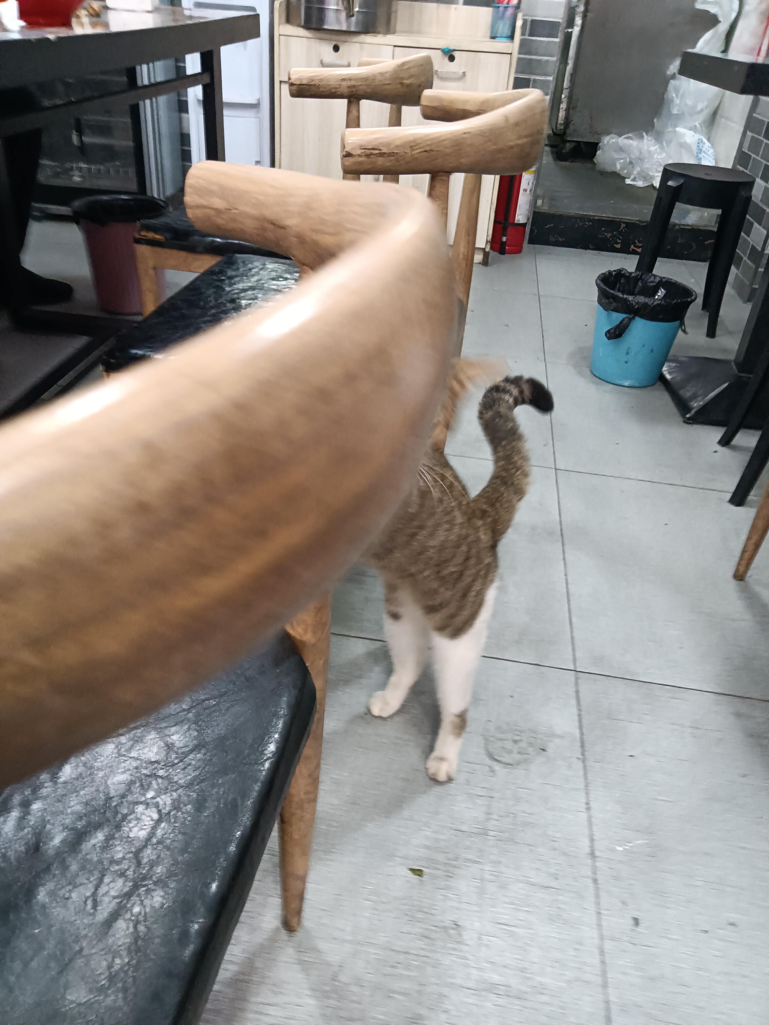 猫学姐2