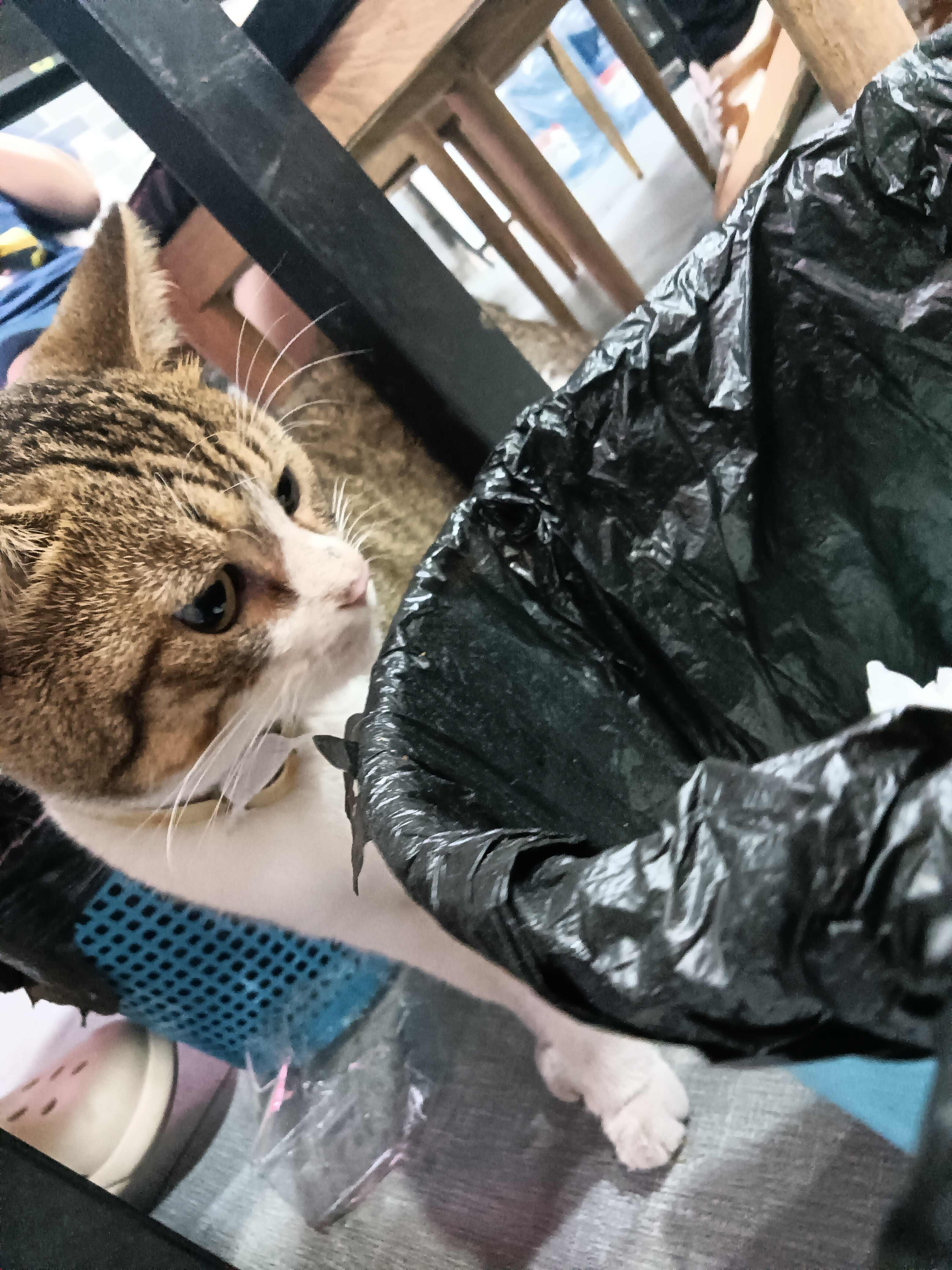 猫学姐3