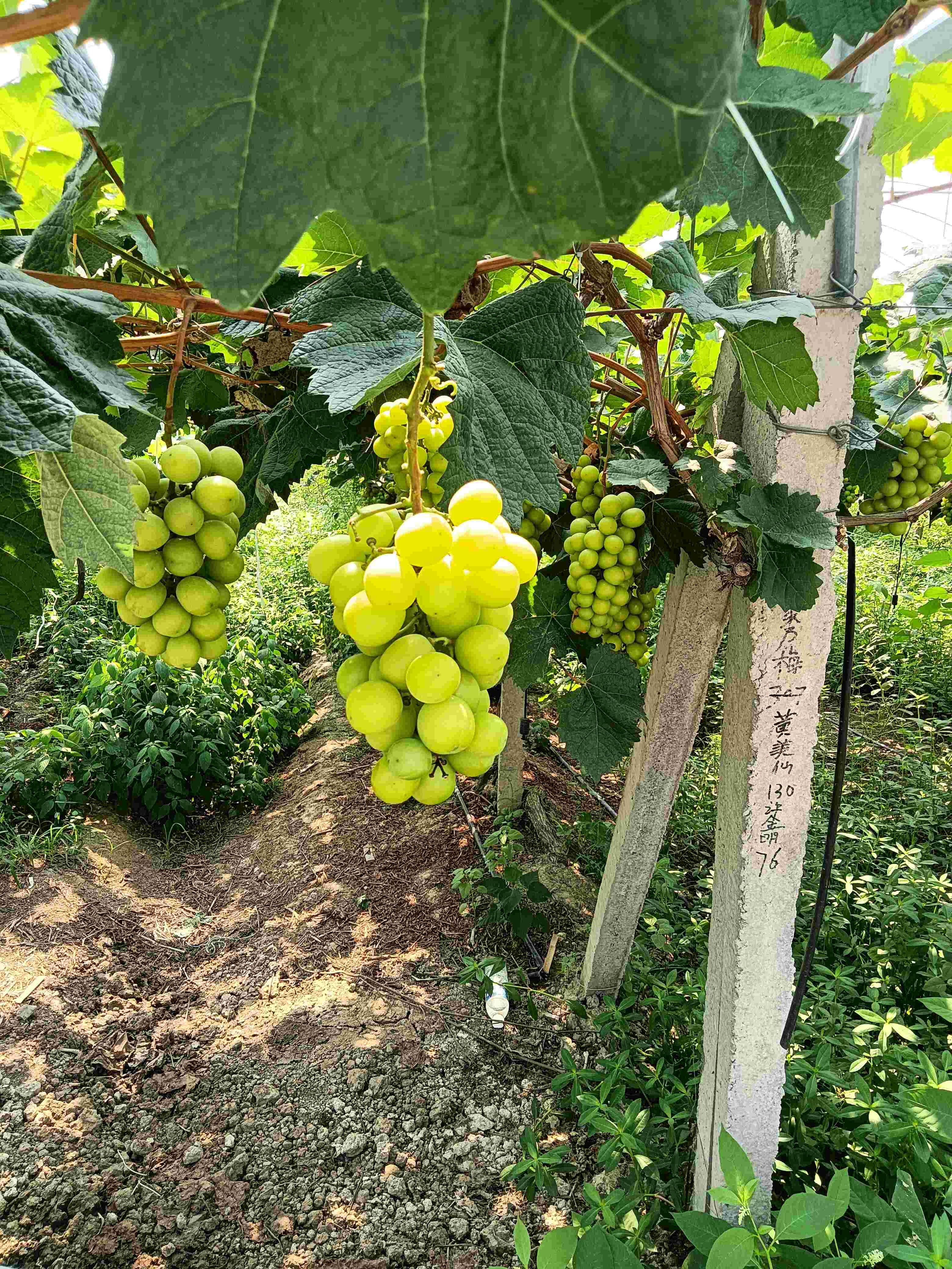 阳光玫瑰葡萄